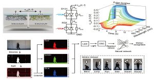 Self-powered synapse mimics human color vision
