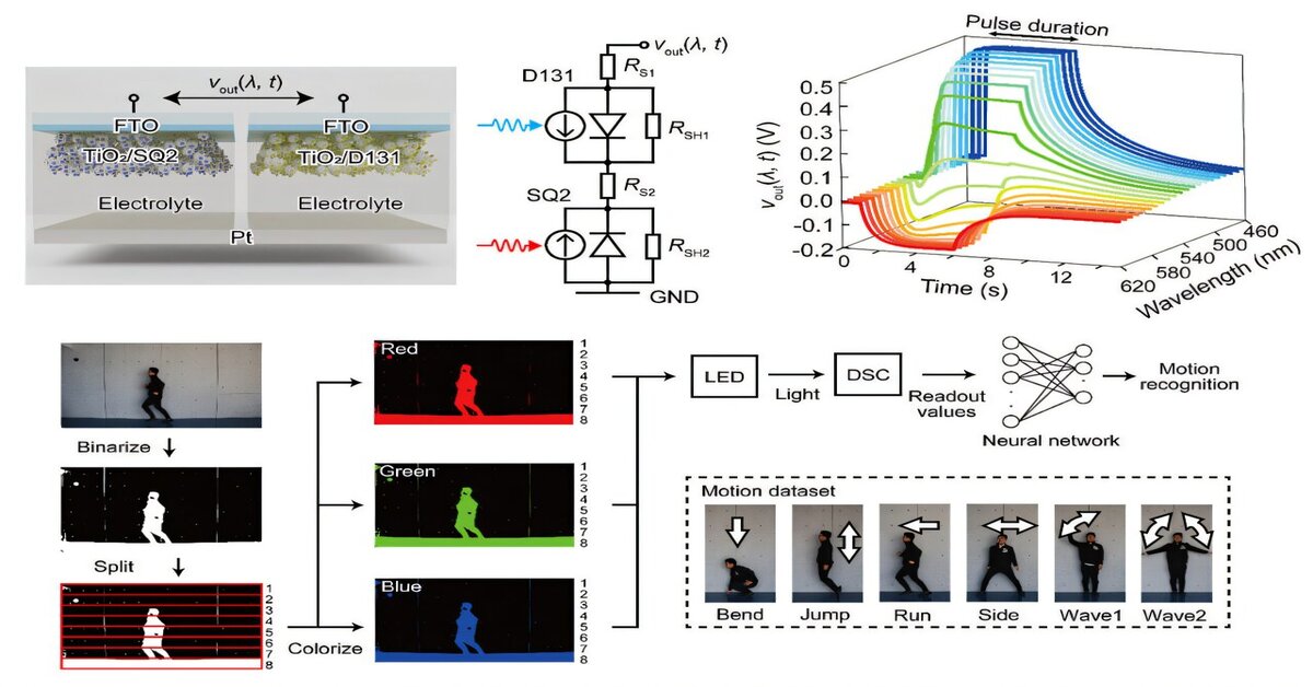 Self-powered synapse mimics human color vision